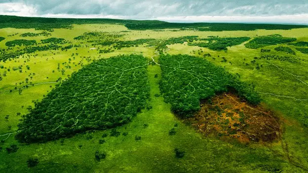 Immagine decorativa sulla deforestazione